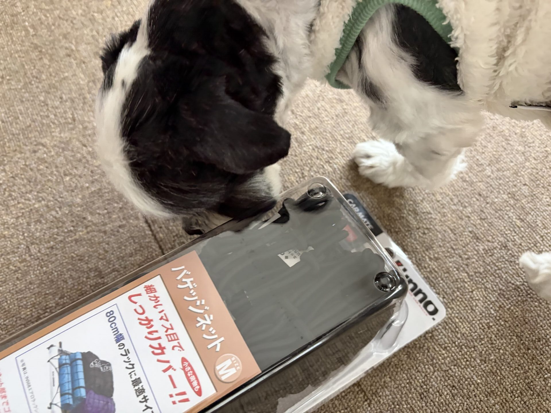INNOのバッジネットのパッケージの匂いを嗅いでいる白黒のシーズー犬