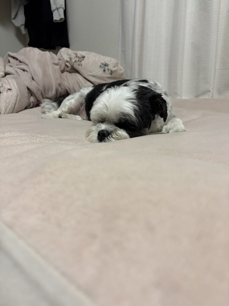 子供のベッドの上でゆっくり寝る愛犬お～ちゃん。