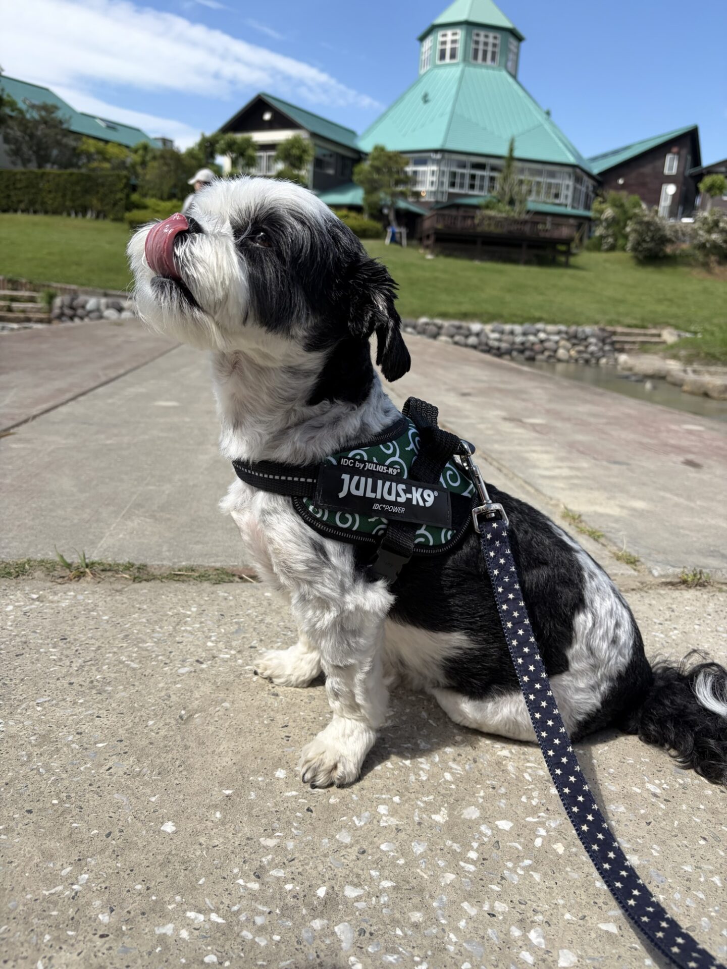 緑の屋根の建物を背景に、舌をペロッと出しておすわりをして休憩する愛犬のシーズー（おーちゃん）