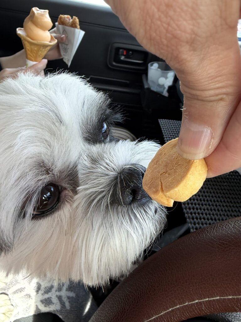 スペーシアベースの車内で枇杷ビスケットを、興味深そうに見つめる愛犬